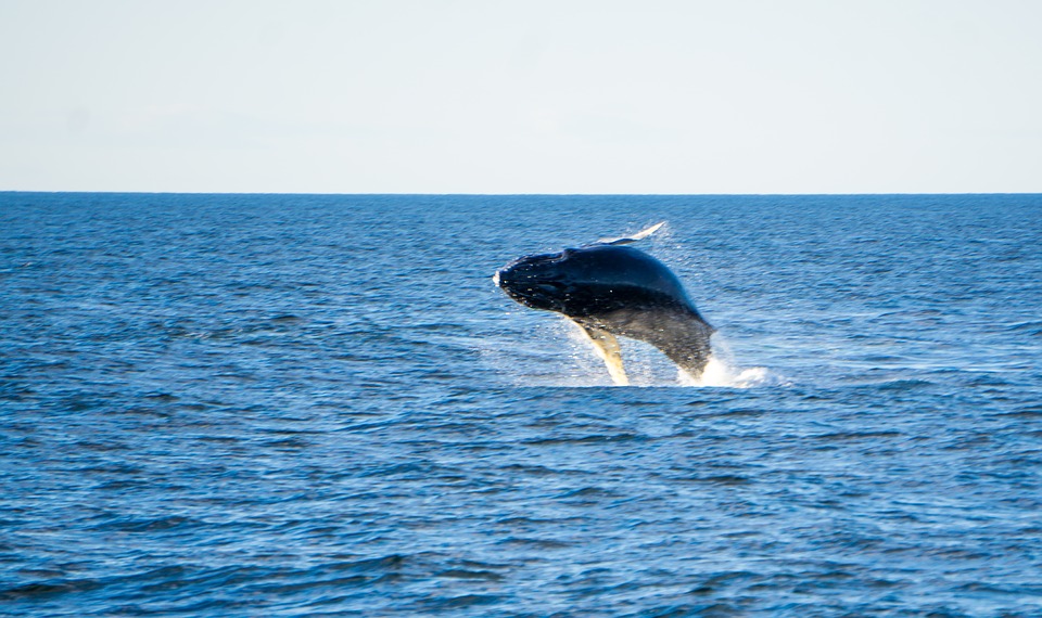 Top spots to go whale watching on the Sunshine Coast
