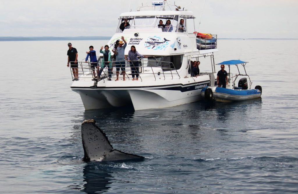Whale watching with Tasman Venture in Hervey Bay