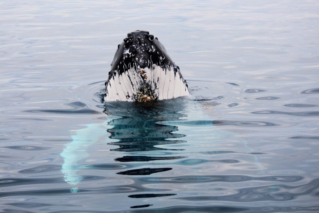 Eye to eye with a Humpback Whale