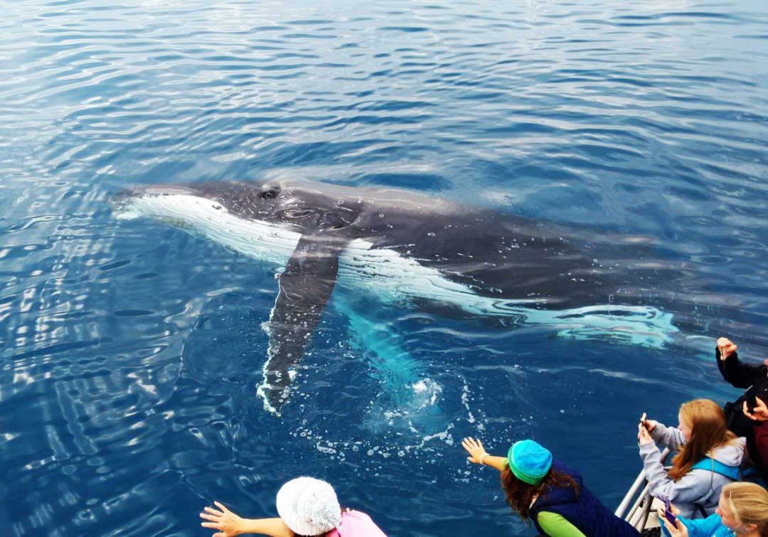 Whale watching in Hervey Bay