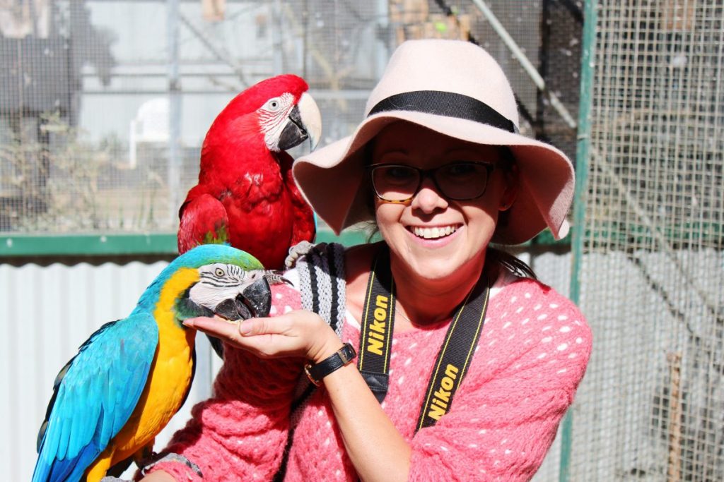 Macaws at Maleny Bird World