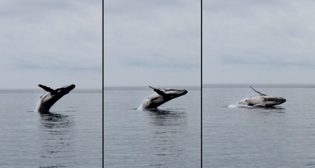 Whale watching out from Hervey Bay