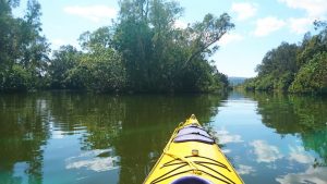 Kayaking in the Noosa Everglades.
