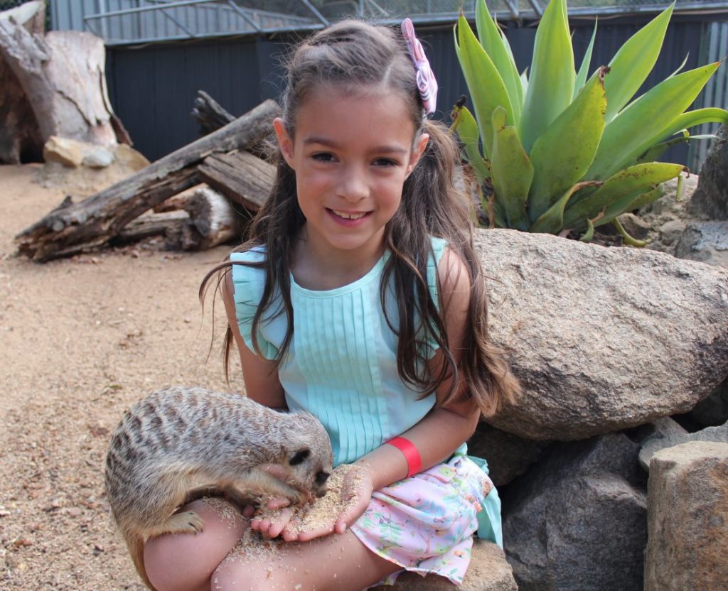 Feeding the Meerkats at Wildlife HQ