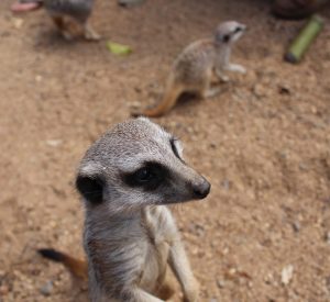 Up close with the Meerkats