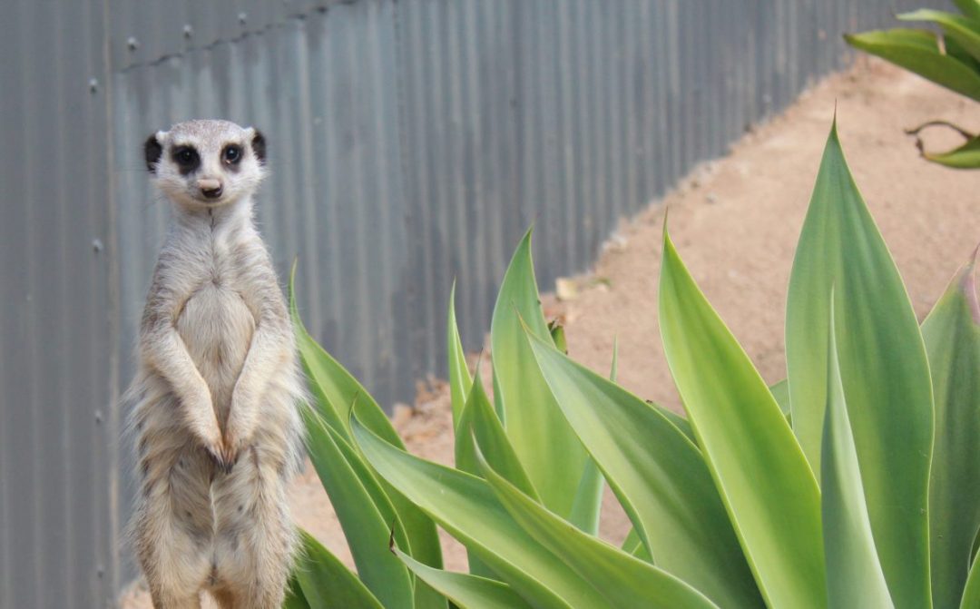 Meerkats at Wildlife HQ