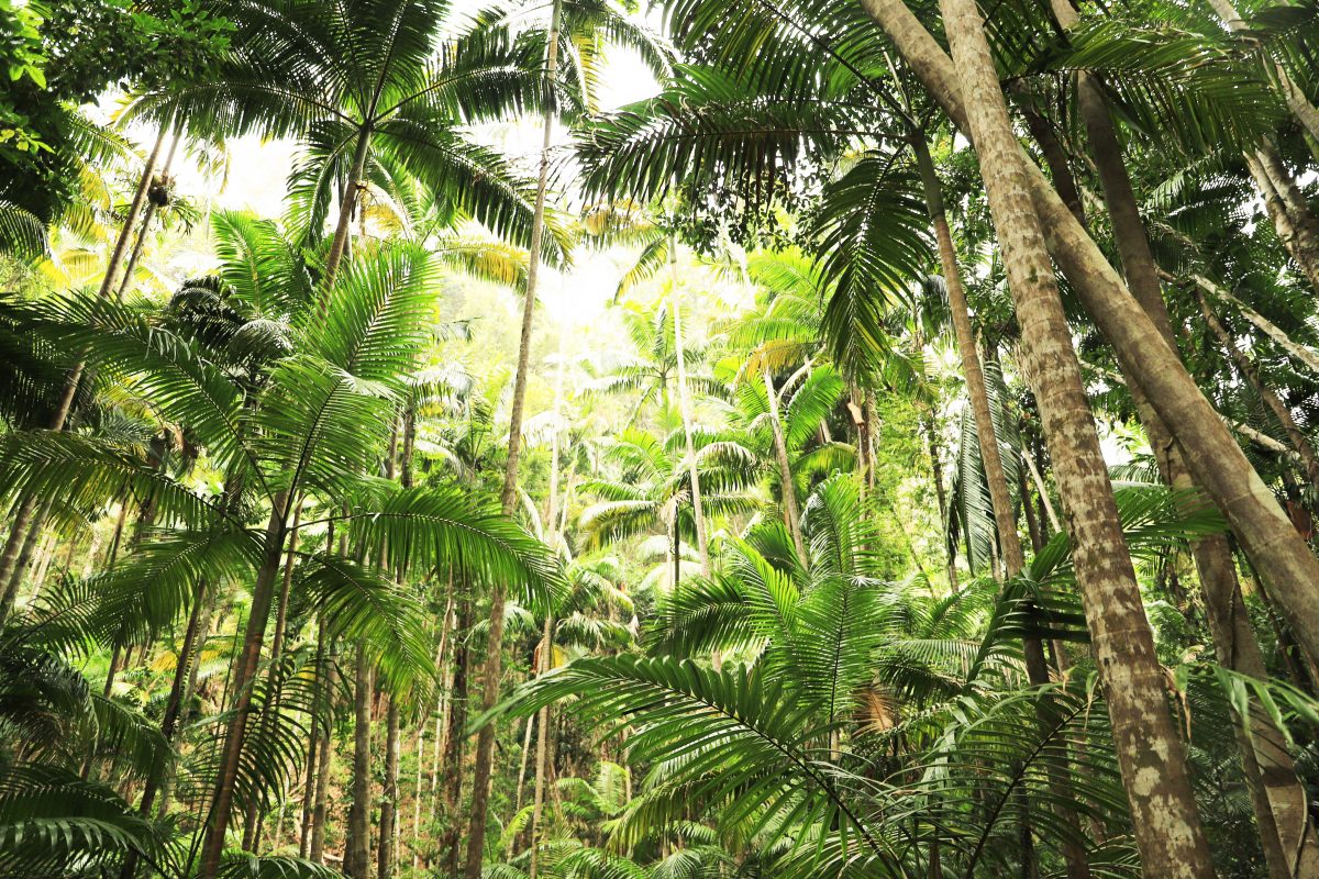 Fraser Island: Rainforest