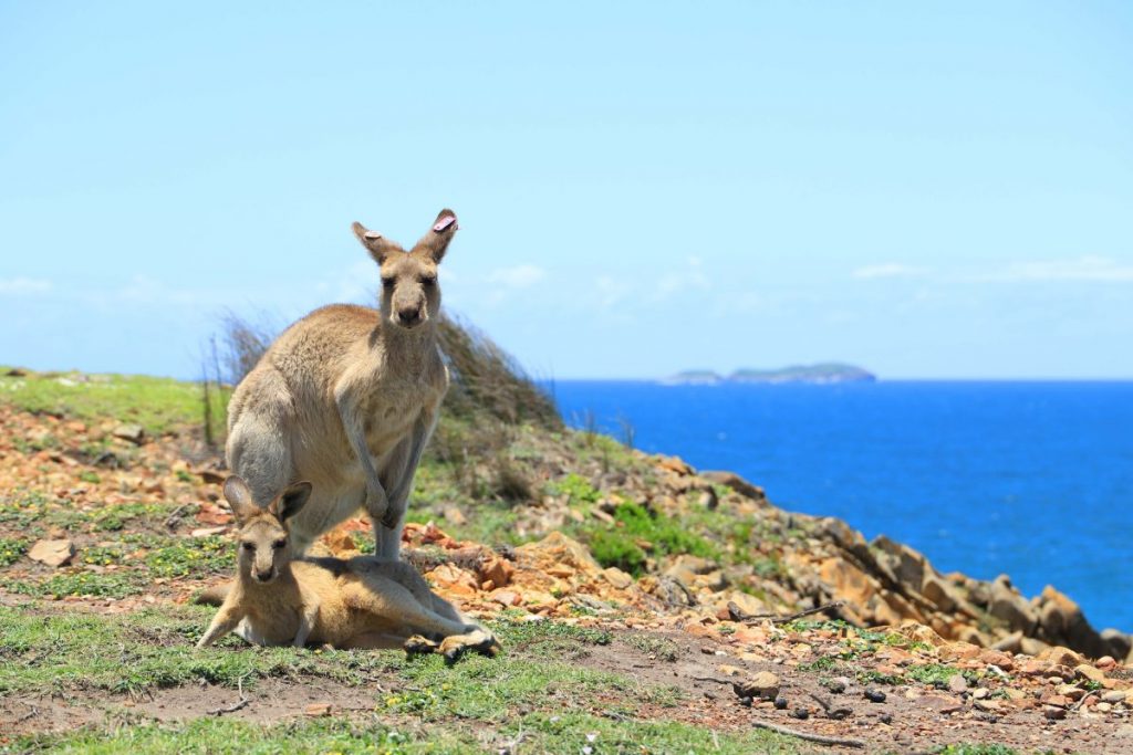 A Kangaroo at Look At Me Now Headland