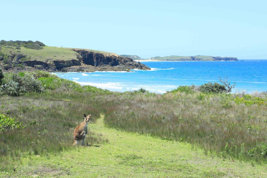 Kangaroos at Look At Me Now Headland