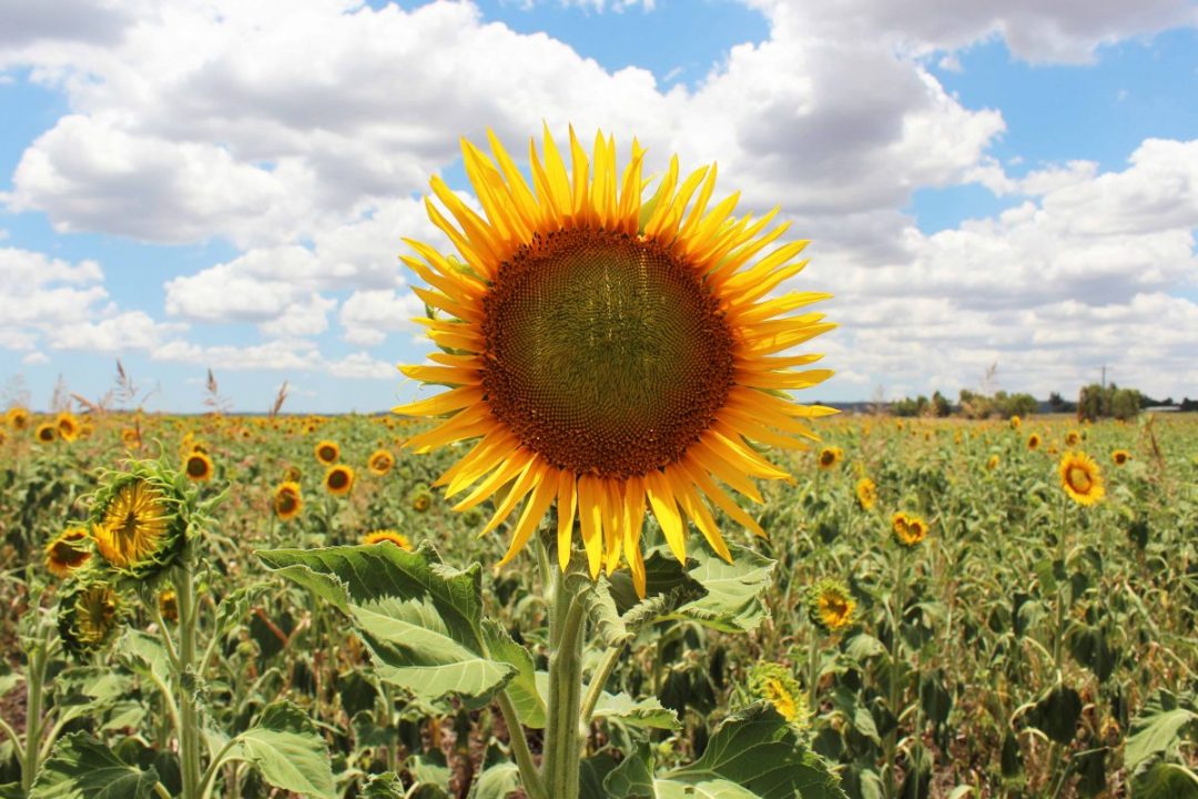 How to find the sunflower fields near Brisbane Our Coast Life