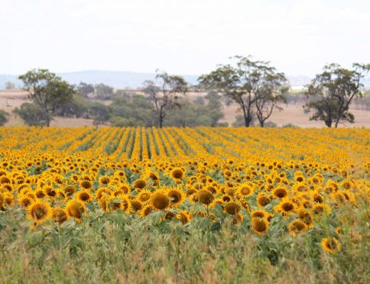 A field of Sunflowers near Cambooya