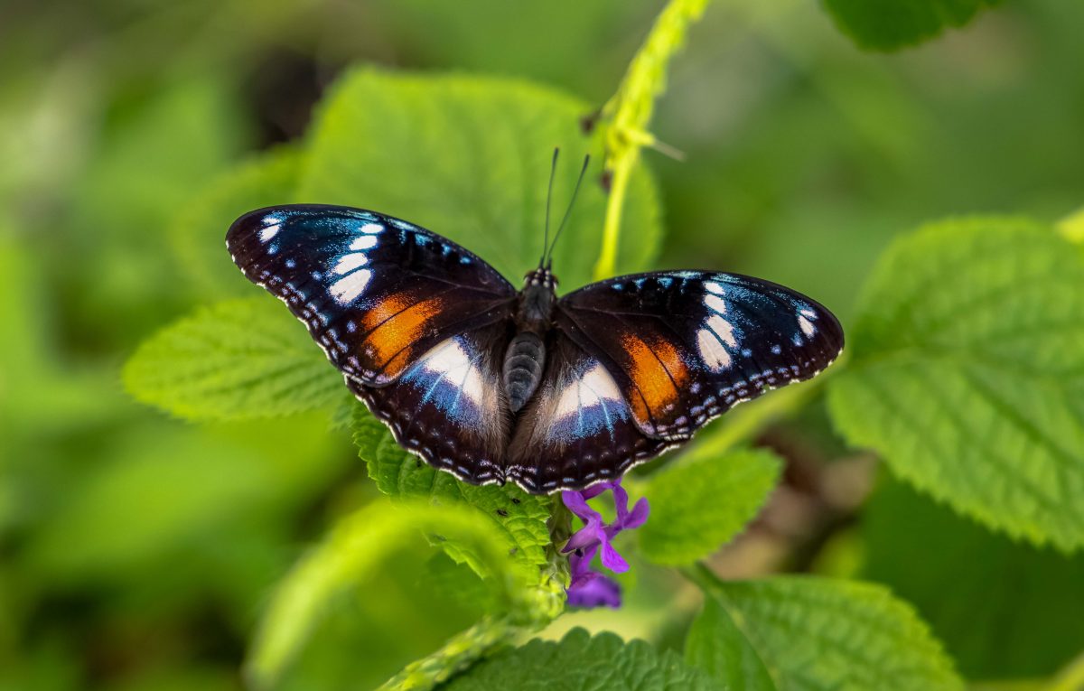 Hidden butterfly house in heart of Sunshine Coast Our Coast Life