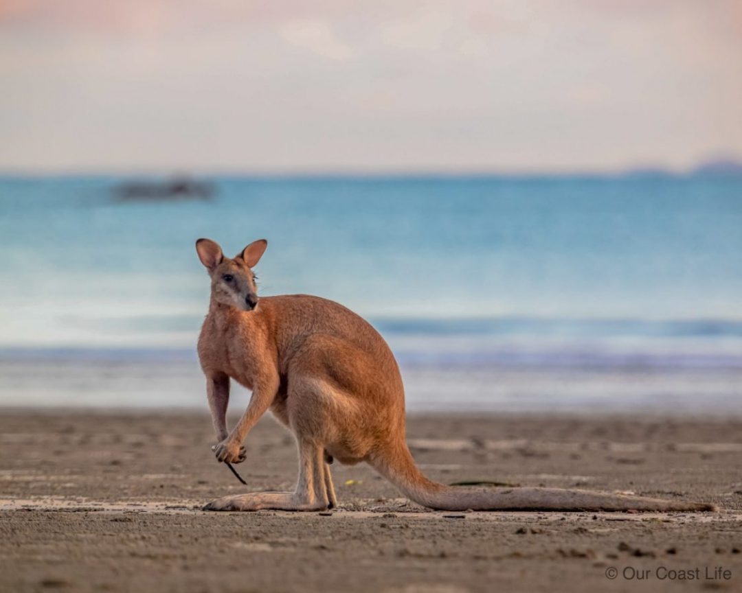 A kangaroo on the beahc at Cape Hillsborough
