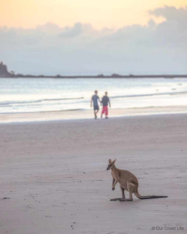 A kangaroo on the beahc at Cape Hillsboroug.