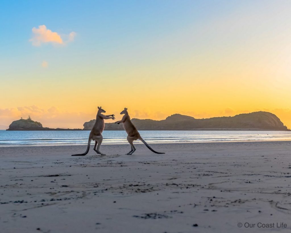 Kangaroos on the beach at Cape Hillsborough