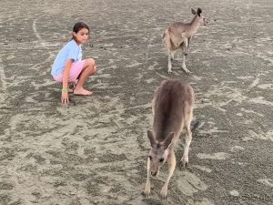 Upclose with the kangaroos at Cape Hillsborough