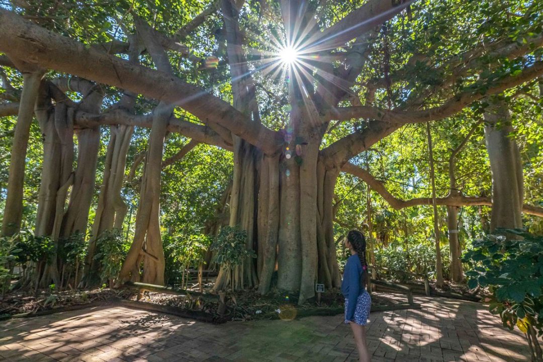 Rockhampton Botanic Gardens
