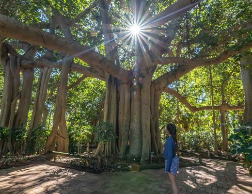 Rockhampton Botanic Gardens