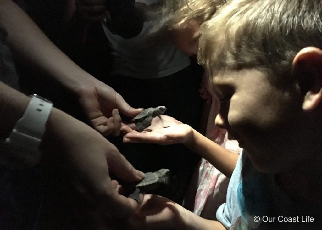 Turtle hatchlings at Mon Repos.
