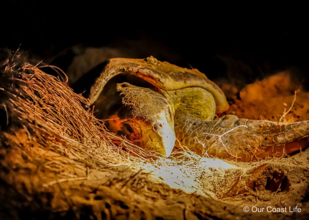 A female turtle nesting at Mon Repos.