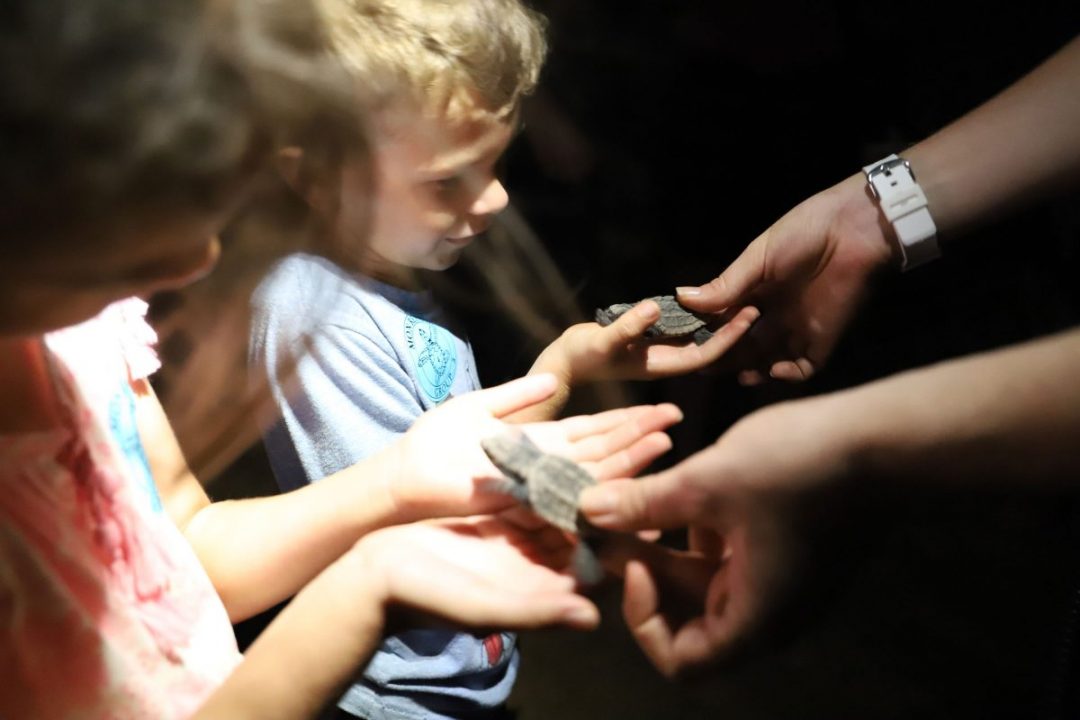 Turtle hatchlings at Mon Repos