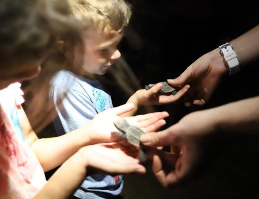 Turtle hatchlings at Mon Repos