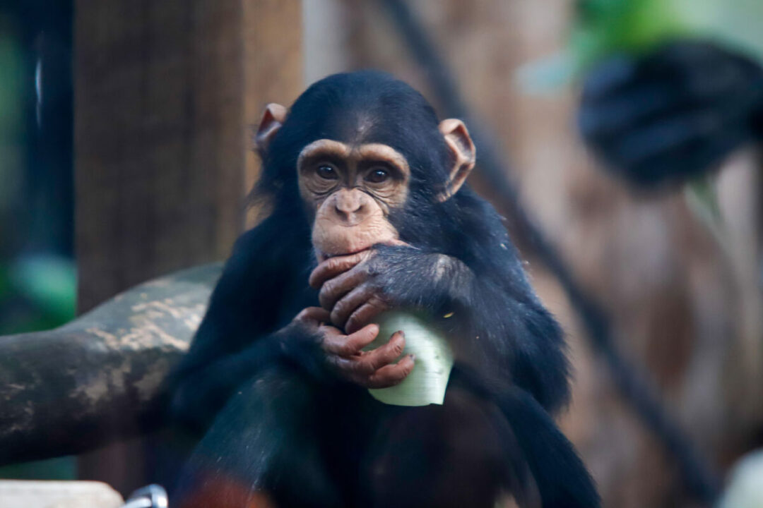 Chimpanzees at the free Rockhampton Zoo
