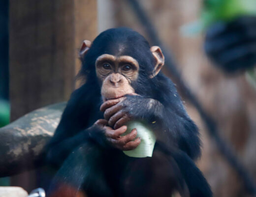 Chimpanzees at the free Rockhampton Zoo