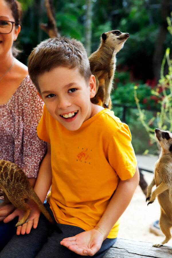 The cute meerkats at Rockhampton Zoo.