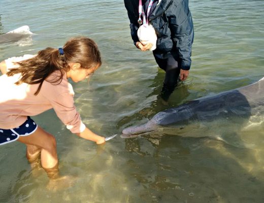 Feeding wild dolphins at Tin Can Bay