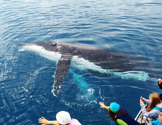 Whale watching in Hervey Bay