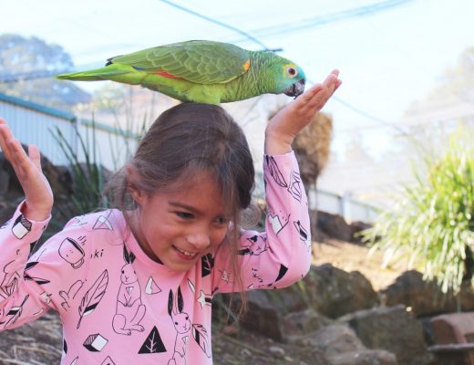 Birds at Maleny Bird World