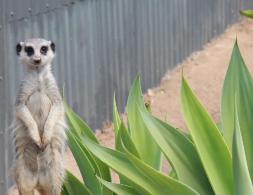 Meerkats at Wildlife HQ