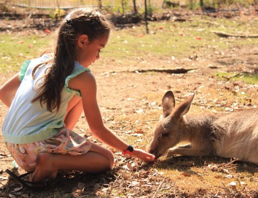 Feeding a kangaroo at Wildlife HQ Zoo