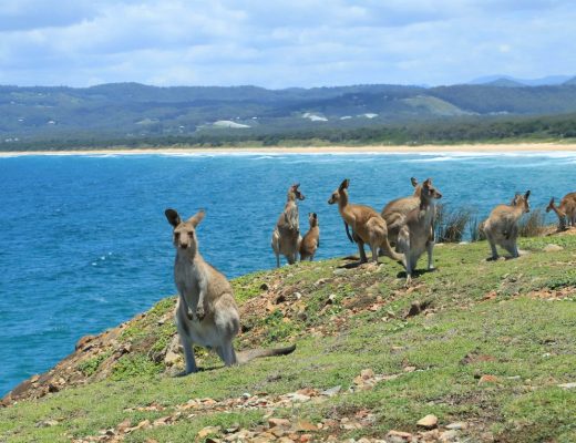 Kangaroos on the beach at Look At Me Now Headland