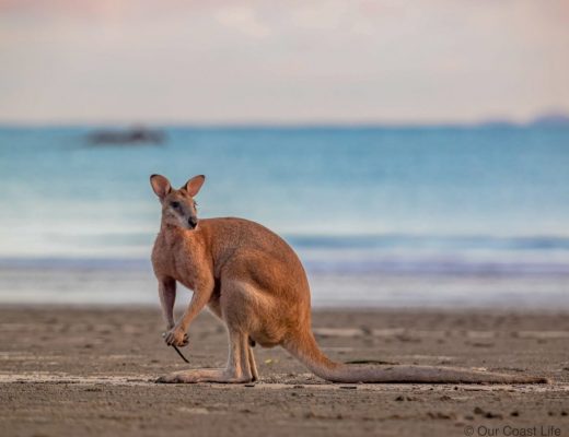 A kangaroo on the beahc at Cape Hillsborough